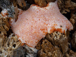 Tubifera_dudkae_MS_20200716_02.jpg