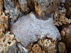 Tubifera_dudkae_MS_20200717_04.jpg