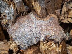 Tubifera_dudkae_MS_20200720_05.jpg