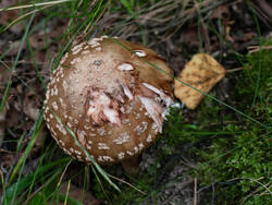 _218.thumb.jpg.8ccfd720eab877ca7ccf42a236a2ea7c.jpg