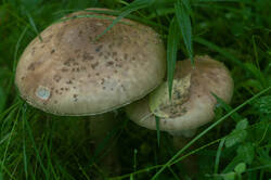_281.thumb.jpg.dde25f43872f96284a139f05e4607222.jpg