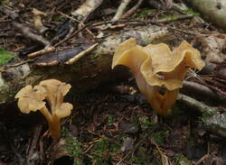 canmel2.jpg