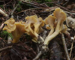 canmel3.jpg