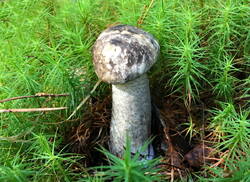 scale_1200.jpg