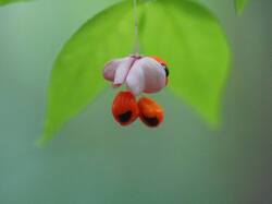 08-26.thumb.JPG.ce3fe4eccc9dcee75dee06aacd1b9eea.JPG