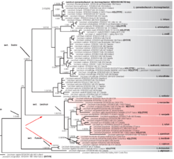 2026-08-11 10_58_41-MorphologicalandmolecularconfirmationforL.cyaneobasileucumvar.brunneogriseolumGe.png