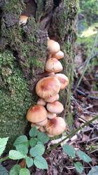 1125363430_20260816_150304-2w.thumb.jpg.fa7d4f385fa862231b0f646255a8103a.jpg