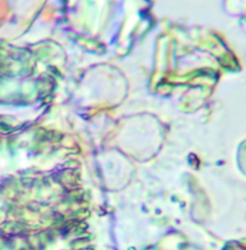 1196243397_2026-08-0412_49_56-AmScope.thumb.png.1d502a9d42c4a08b03f8d21ada667f34.png