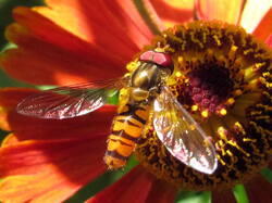 1212092605_Episyrphusbalteatus.thumb.JPG.919cd988311380c6af980a81a02b83a3.JPG