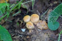 1237973347_26-08-07-(11).thumb.JPG.d60901bd69204cbd46d1dfdc13a112f5.JPG