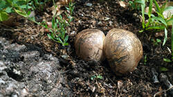 1244844714___Pisolithus_arhizus_AWP_20260828.thumb.JPG.5ccade257b8a1180959f20b6e3149c72.JPG