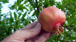 126904863___Punica_granatum_20260817.thumb.JPG.b7faea66b3ccc7c8f934b93bba71310e.JPG