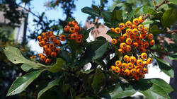 1275462082____Pyracantha_coccinea.thumb.JPG.68a64a1f8778d0226e6ebea96c8d6c2e.JPG