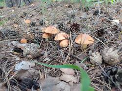 IMG_20260803_064452[1].jpg