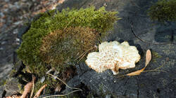 1344168231___Neolentinus_lepideus__20260808.thumb.JPG.ca4b7879e7f63f731b5633e76c412fb9.JPG