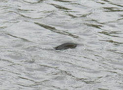 1400_DSC4544.thumb.jpg.9dfd02feb0f49c3ea37d002af6f45d1b.jpg