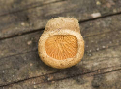 1400_DSC5730.thumb.jpg.7a7f4aebb7b536def569dcd6a0e5e06b.jpg