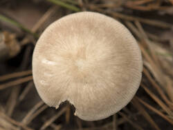 1400_DSC5739.thumb.jpg.df2dcd044072e96144a951c57159ddb6.jpg