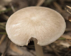 1400_DSC5742.thumb.jpg.07d5c46aab4f4619a2c3e4216da4ffe8.jpg