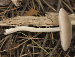 1400_DSC5743.thumb.jpg.30dd7262d70a2a6851ef786ac8c8afde.jpg