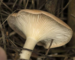 1400_DSC5811.thumb.jpg.ad23dbd5f720bbda1a79177e0557cd45.jpg