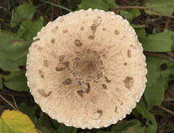 1400_DSC5821.thumb.jpg.2a77aac643fb3d077ab4f5636e9edbda.jpg