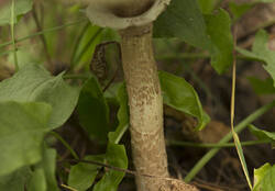 1400_DSC5823.thumb.jpg.5b46e7a4e341667af94bea6d24f70a12.jpg