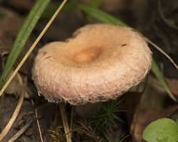 1400_DSC5844.thumb.jpg.77c9572b9d7f86a997370abc8519bc47.jpg
