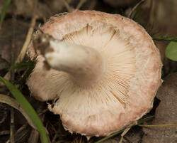 1400_DSC5846.thumb.jpg.9f543f37c2c89b4658f5fed0b61403eb.jpg