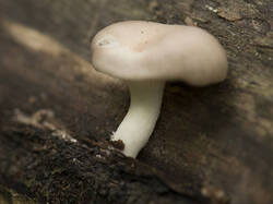 1400_DSC5866.thumb.jpg.b04592feaddae95a8136e5b6fb060c4b.jpg