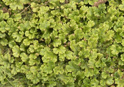1400_DSC5886.thumb.jpg.0c447960cd74abcb8b19f6b0c3dffc5c.jpg