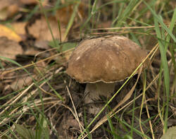 1400_DSC6016.thumb.jpg.ba7e9d7ae4488d0c8219a8a22c5c5cdf.jpg