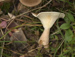 1400_DSC6020.thumb.jpg.9d7ab2260a17807e6094f2ce7057d3af.jpg