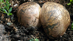 1402326583___Pisolithus_arhizus_AWP_20260828_.thumb.jpg.29e89fb919e220e7d015370fd38e6343.jpg