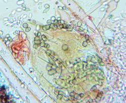 1500741648_2026-08-0412_34_37-AmScope.thumb.png.fd9b53a3adf70bb787631f771e622d16.png