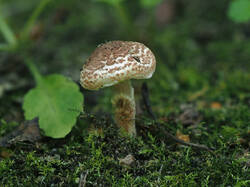 1541521161_Leucoagaricussp_1_SAE_20260806.thumb.jpg.0a7d8655760a5e62499986070c7ed730.jpg