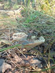 IMG_20260811_061824[1].jpg