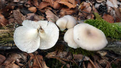 1629667739_Pleurotus_pulmonarius__20260828.thumb.JPG.3a9a212c74391f9a315a25b2f6fff0c7.JPG