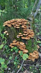 1642020938_WhatsAppImage2026-08-31at13_32_36.thumb.jpeg.b46fc4a8b39a2aea85d0cce11db9cf42.jpeg