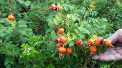 1656655283___Rosa_rugosa.thumb.JPG.5e22c69ead3ea02db8bd0af4cc8b986b.JPG