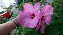 1691177874__Hibiscus.thumb.JPG.02bca325e53c5ba4e7d02b4f9f59c046.JPG