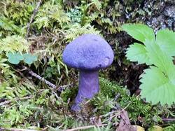 1788026013324.thumb.jpg.b1d458e7e2b90debc2dcdae59989d5e2.jpg
