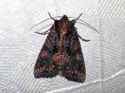 1869148808_Mniotypesatura.thumb.JPG.eb0c9ee2bd9bc5a361c50ddfd6e37877.JPG