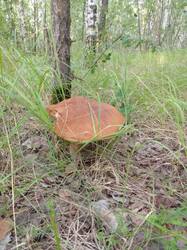 IMG_20260805_063206[1].jpg