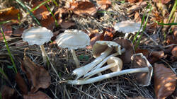 2023552305___Psathyrella_candolleana.thumb.JPG.cf19a3c39986d72abc1e15822ebad0ef.JPG