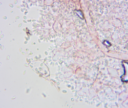 2026-08-04_12_33_46-AmScope.png
