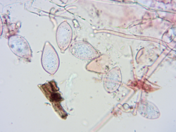 2026-08-04_12_59_25-AmScope.thumb.png.97a691e5228ed5cafb9ea99986498d13.png