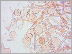 2026-08-04_13_33_39-AmScope.thumb.png.491c42405a234ea2ce36a84ea6832b27.png