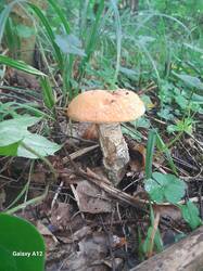 20260803_071727.jpg