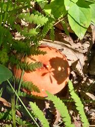 20260810_135852.jpg